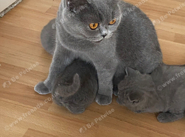 British shorthaired kittens