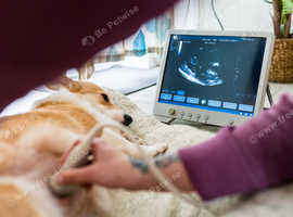 Mobile Pet Pregnancy Scanning - Devon & Cornwall