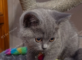Ready now, active gccf registered blue and lilac British shorthair