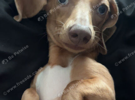 Dachshund x Chihuahua