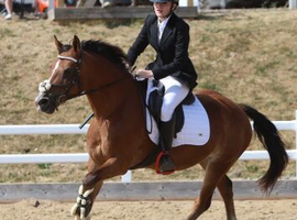 14.2 hand section d allrounder