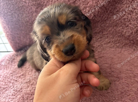 Miniature dachshund pups