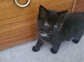 4 kittens
