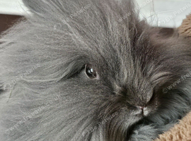 Double maned lionhead