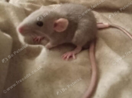 Pregnant females and last of this months babies