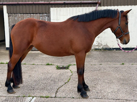Beautiful Connemara Filly