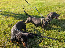 2 dachshund girls
