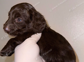 Long haired miniature dachshund