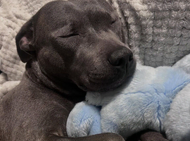 2 Years Old Staffy Girl