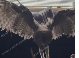 Great grey 3 months old. Imprint.