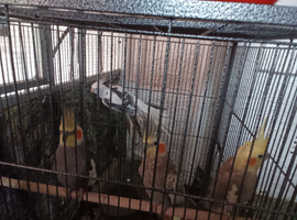 I got 2 pairs cocktails just mated giving up