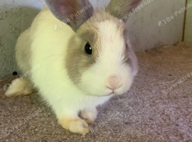 Vaccinated and spayed female Rabbit for sale reluctant sale