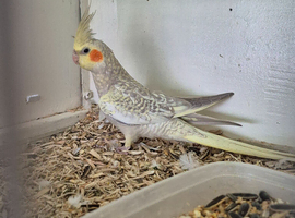16 week old semi tame cockatiel