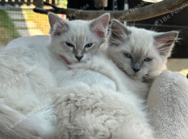 Two female Blue Point Ragdolls, ready now