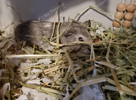 Guinea pig and cagec