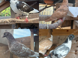 Mixed Pigeons For Sale x10