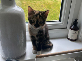 Possibly 9-10 weeks old