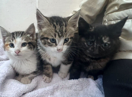Domestic short hairs 10 weeks old kittens- 1 boy 2 girls