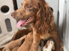 COCKER SPANIEL PUPPIES