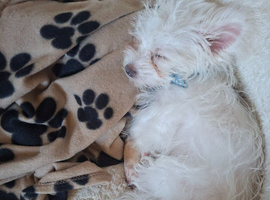 White Maltese