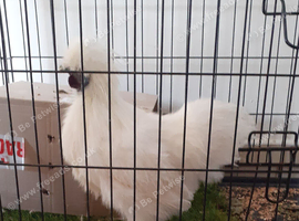 Silky chicken