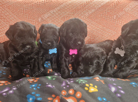 Giant schnauzer puppy's