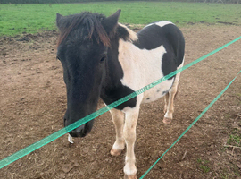 2 Shetland colts