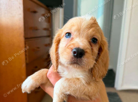 Cocker spaniel puppy's
