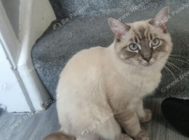 9 months old Siberian cat for sell