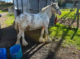 Red Blagdon spotted Blagdon