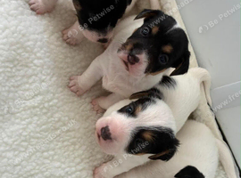 Adorable Jack Russel pups for sale