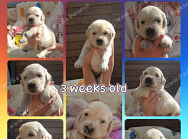 Kc registered big chunky pups