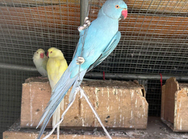 Blue Indian ring neck