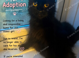 Mimi &ndash; Looking for a Loving Forever Home