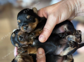 Toy Size Yorkshire Terriers Puppies BOYS ONLY