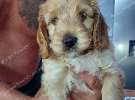 F2 cockerpoo female
