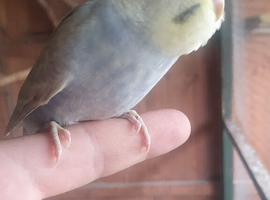 12 week old rainbow budgies