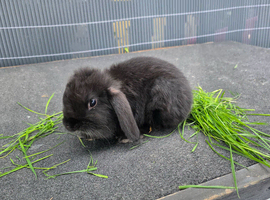 Male mini lop