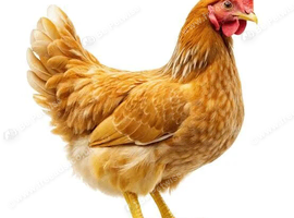 STOCK REDUCTION- variety of hens and cockerels available