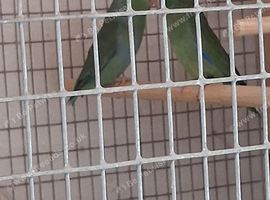 pair of parrotlet