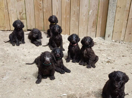 irish water spaniel pups