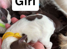 Working Sprocker spaniel puppies