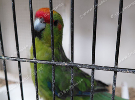 Kakariki for sale.