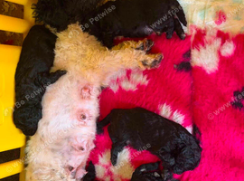 4 toy poodle boys