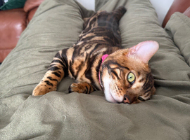 TICA Registered Male Cat Available for Stud &ndash; Max