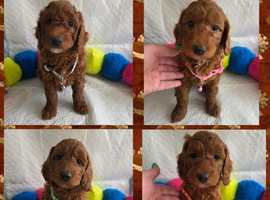 Superb Rare Toy/Mini Deepest Red Irish Doodles
