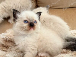 Beautiful Ragdoll kittens!