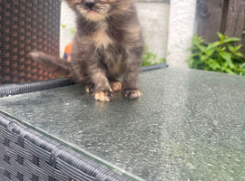Tortie female Persian x