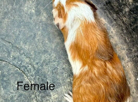 Female baby guinea Pig