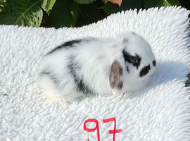 Pure bred mini lops .